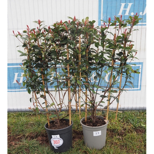 307 - Photinia Carre Rouge on frame - 2