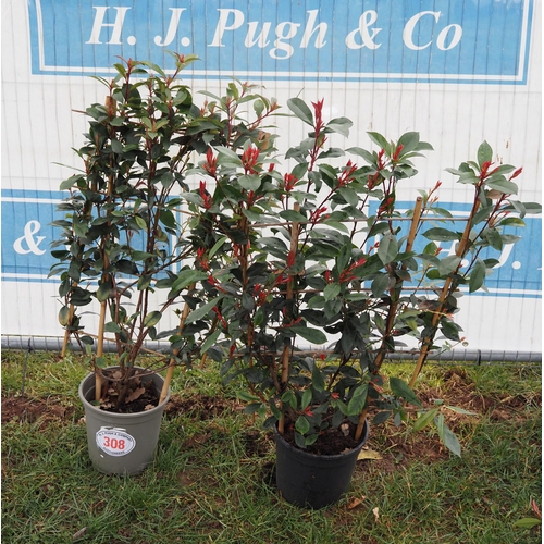 308 - Photinia Carre Rouge on frame - 2