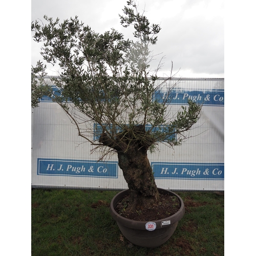 331 - Specimen olive 8ft - 1