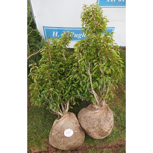 437 - Portuguese Laurel Rootball 5ft - 2