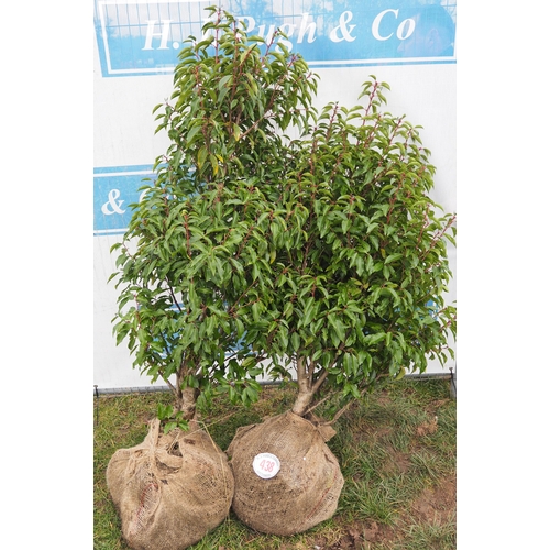 438 - Portuguese Laurel Rootball 5ft - 2