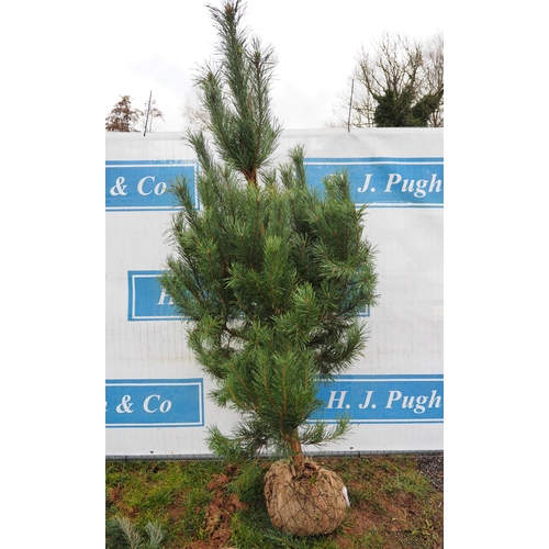 439 - Scots Pine Rootball 7ft - 1