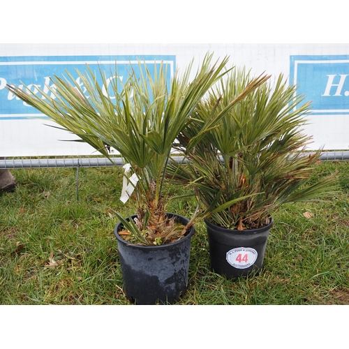 44 - Chamaerops Humilis - 2