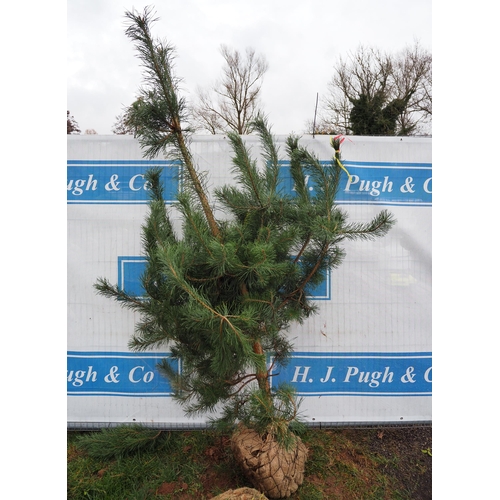 440 - Scots Pine Rootball 7ft - 1