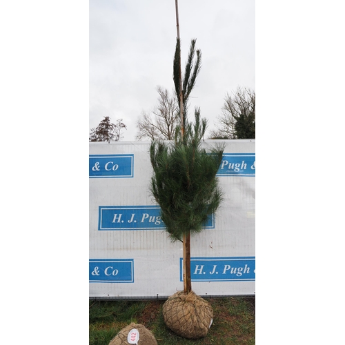 441 - Scots Pine Rootball 7ft - 1