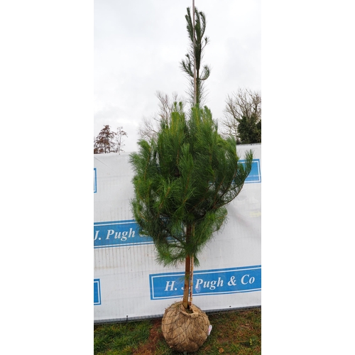 442 - Scots Pine Rootball 8ft - 1