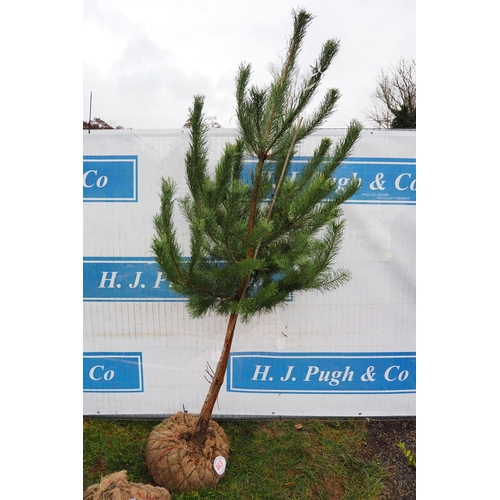 443 - Scots Pine Rootball 6ft - 1