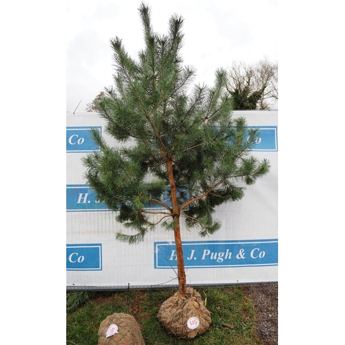 445 - Scots Pine Rootball 8ft - 1