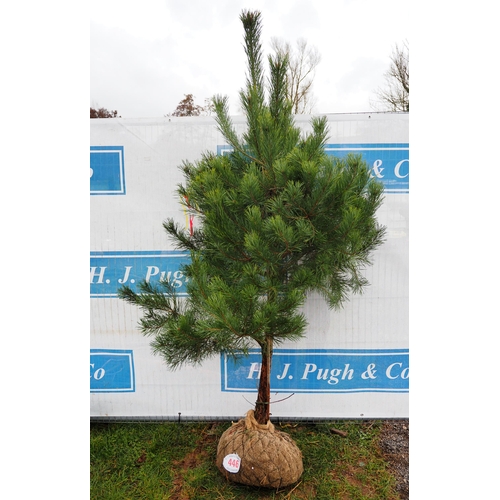 446 - Scots Pine Rootball 6ft - 1