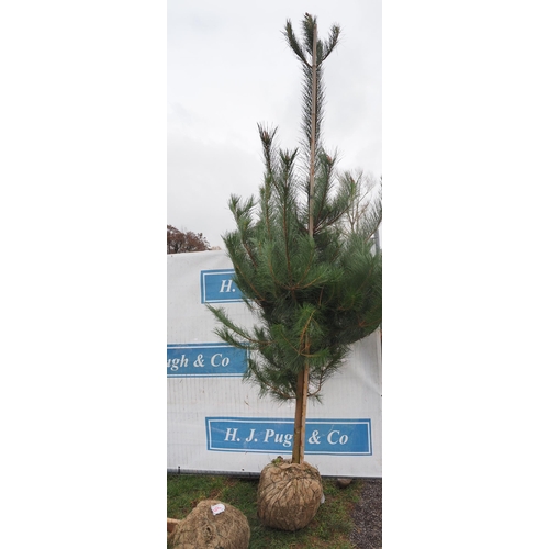 447 - Scots Pine Rootball 8ft - 1