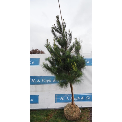 448 - Scots Pine Rootball 6ft - 1