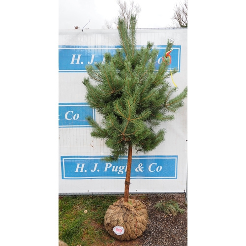 449 - Scots Pine Rootball 5ft - 1