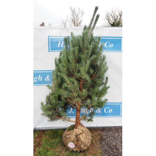 450 - Scots Pine Rootball 5ft - 1