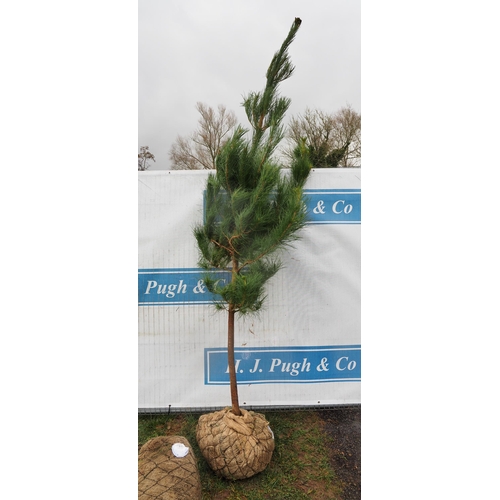 451 - Scots Pine Rootball 8ft - 1