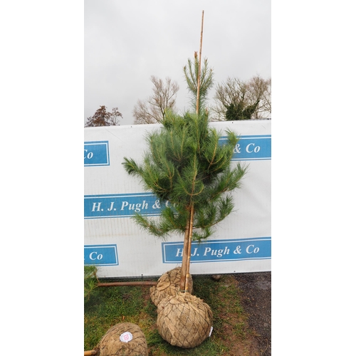 452 - Scots Pine Rootball 8ft - 1