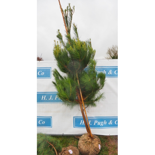 453 - Scots Pine Rootball 8ft - 1