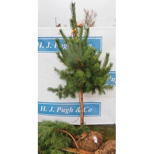 454 - Scots Pine Rootball 6ft - 1