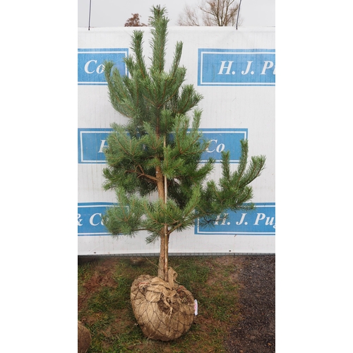 455 - Scots Pine Rootball 7ft - 1