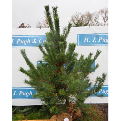 456 - Scots Pine Rootball 6ft - 1