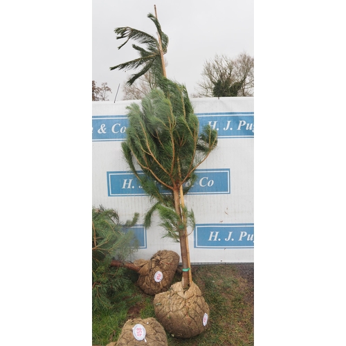 457 - Scots Pine Rootball 8ft - 1