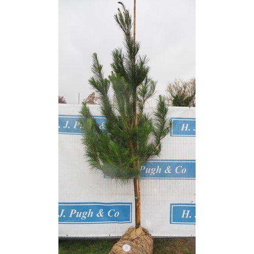 458 - Scots Pine Rootball 8ft - 1