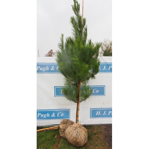 459 - Scots Pine Rootball 8ft - 1