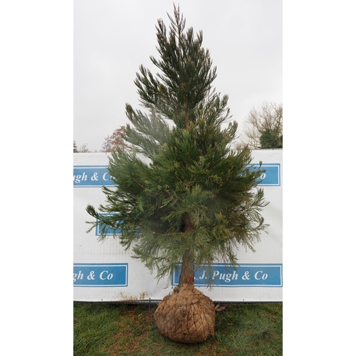 460 - Giant Sequoia Rootball 9ft - 1