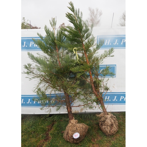 461 - Giant Sequoia Rootball 7ft - 2