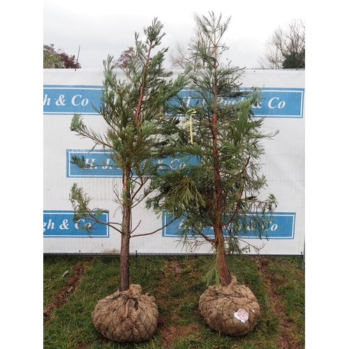 462 - Giant Sequoia Rootball 7ft - 2