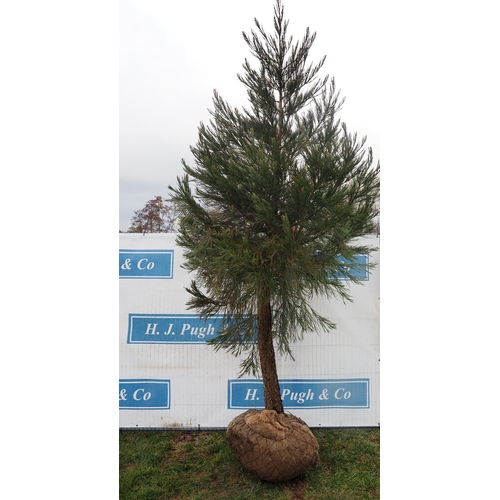 463 - Giant Sequoia Rootball 10ft - 1