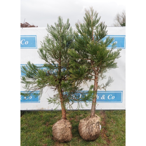 464 - Giant Sequoia Rootball 6ft - 2