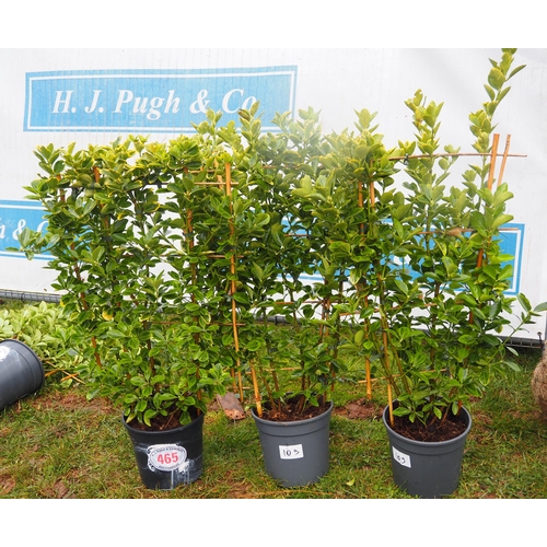 465 - Euonymus on frame - 3