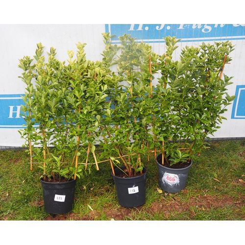 466 - Euonymus on frame - 3