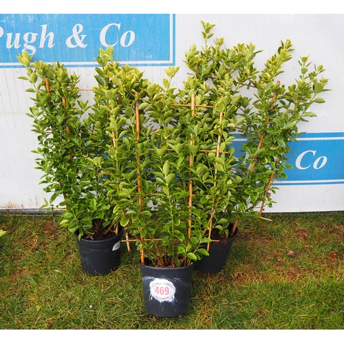 469 - Euonymus on frame - 3