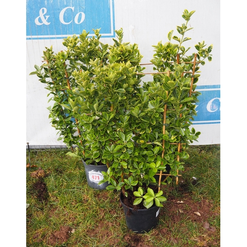 471 - Euonymus on frame - 3