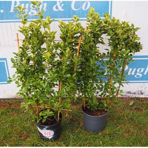 472 - Euonymus on frame - 2