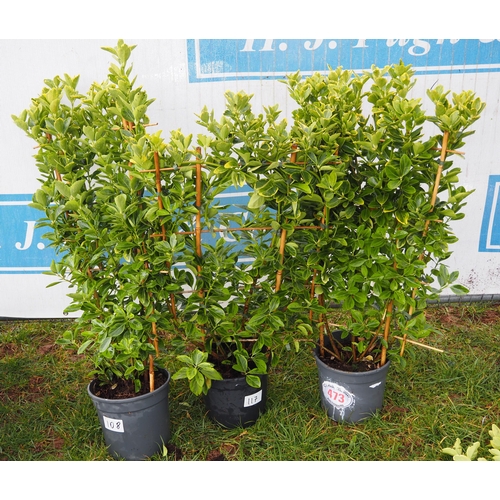 473 - Euonymus on frame - 3