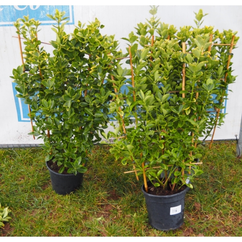 478 - Elaeagnus - 2