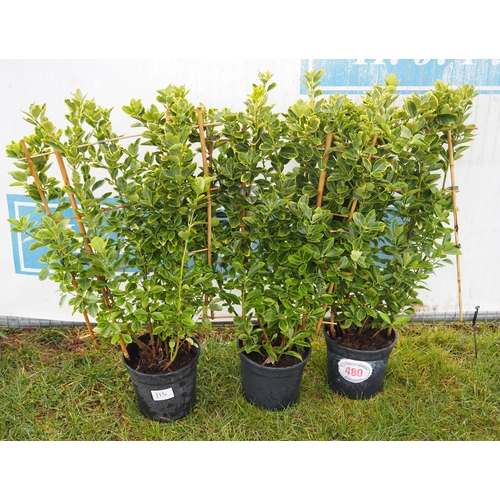 480 - Euonymus on frame - 3