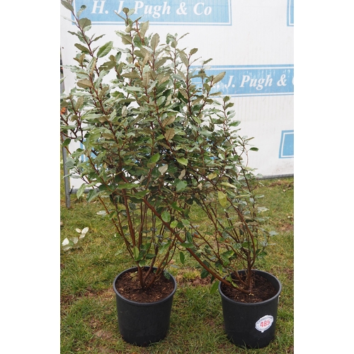 485 - Elaeagnus - 2