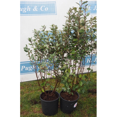 487 - Elaeagnus - 2