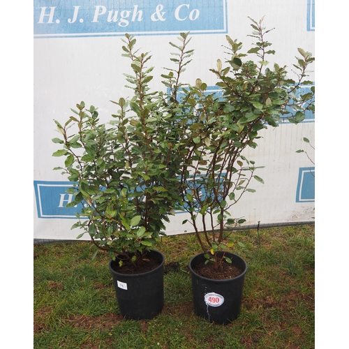 490 - Elaeagnus - 2