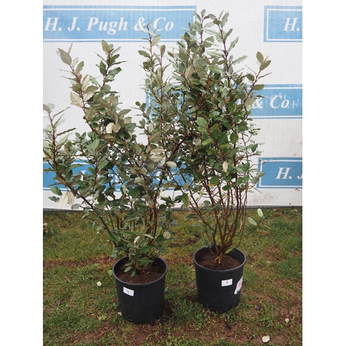 491 - Elaeagnus - 2