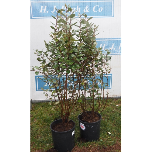 496 - Elaeagnus - 2