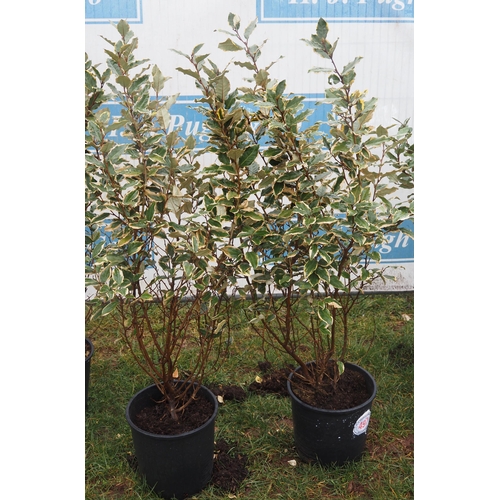 497 - Elaeagnus - 2