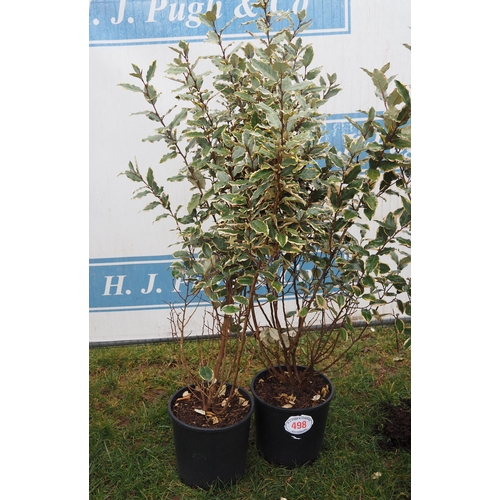 498 - Elaeagnus - 2