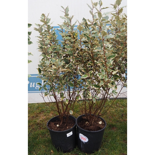 500 - Elaeagnus - 2