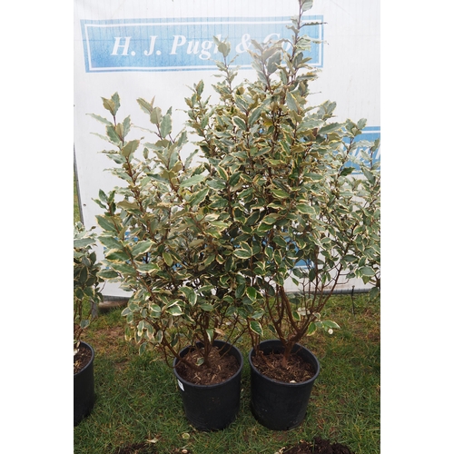 502 - Elaeagnus - 2