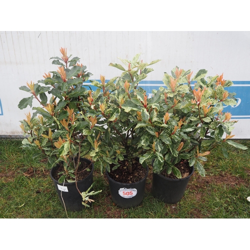 505 - Photinia Pink Crispy - 3