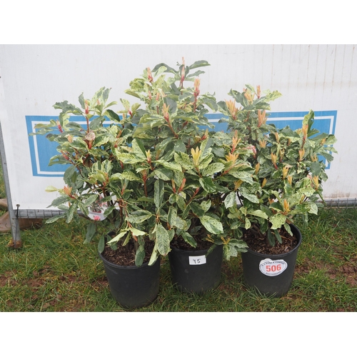 506 - Photinia Pink Crispy - 3